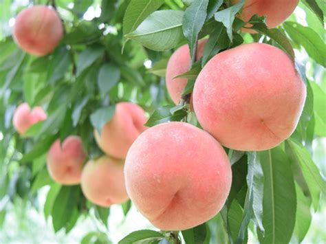 桃木樹|モモ（桃）の育て方・栽培方法｜植物図鑑｜みんなの趣味の園芸